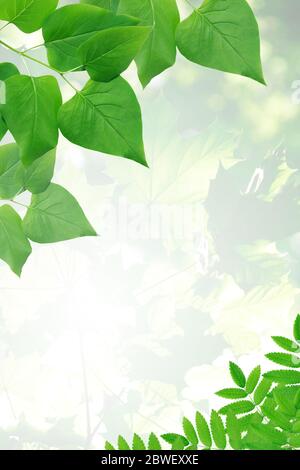 Ecology concept. Nice picture frame made from green leaves Stock Photo