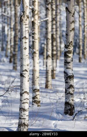 Birch tree ( betula ) trunks at Winter , Finland Stock Photo