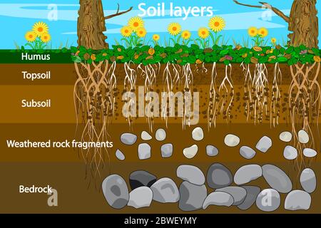 Diagram for layer of soil. Soil layer scheme with plant, earth texture and stones. Cross section of humus and underground soil layers beneath. Vector Stock Vector