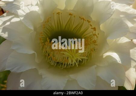 Trichocereus schickendantzii, Columnar Torch Cactus in Flower Stock Photo