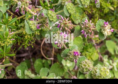 Ballota hirsuta, Horehound Plant in Flower Stock Photo