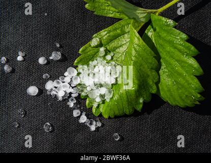 Close-up of green natural strawberry leaf covered by group of small real white and semi transparent hailstones melting in sunshine on black spunbond. Stock Photo
