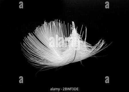 Monochrome macro photo of floating white bird feather. Royalty free stock photo. Stock Photo