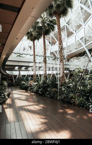 Singapore, Nov 2019: Tropical garden with palm trees inside Changi Airport terminal. Green interior design in the public area Stock Photo
