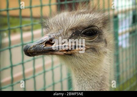 The head and face of the ostrich. The head and face of the ostrich in the natural atmosphere. Fantastic Up Close Look Into The Face Of An Ostrich Stock Photo