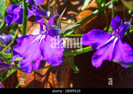 Close up macro of a blue coloured Lobelia erinus flowers blossoming outdoors in a rural garden. Stock Photo