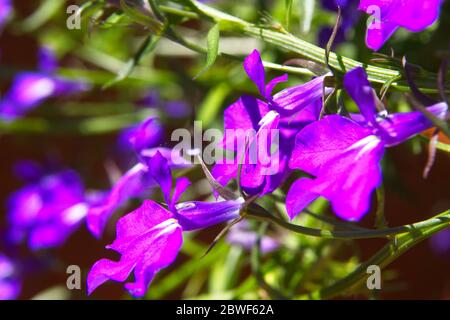 Close up macro of a blue coloured Lobelia erinus flowers blossoming outdoors in a rural garden. Stock Photo