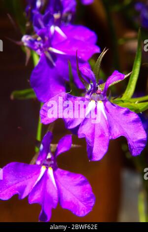 Close up macro of a blue coloured Lobelia erinus flowers blossoming outdoors in a rural garden. Stock Photo