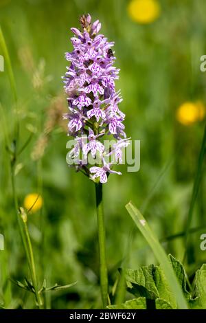 A Common Spotted Orchid, (Dactylorhiza fuchsii) flower spike near Ardingly Stock Photo