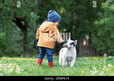 Small kid in yellow jacket with white dog puppy breed siberian husky on spring backyard. Dogs and pets photography Stock Photo