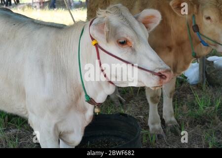 Close - up Charolais cattle with drooling from the mouth in farm, White cow standing, Pass a rope through the nose of Ungulate animals, Thailand Stock Photo