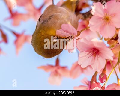 A Japanese white-eye, also called a warbling white-eye or mountain white-eye, Zosterops japonicus, feeds on the nectar of cherry blossoms of early spr Stock Photo
