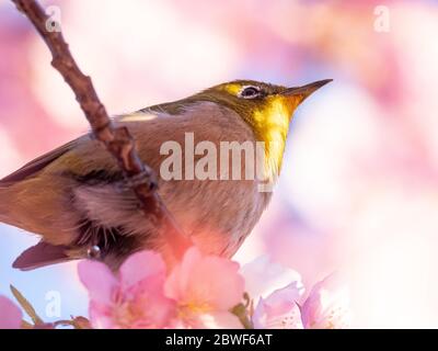 A Japanese white-eye, also called a warbling white-eye or mountain white-eye, Zosterops japonicus, feeds on the nectar of cherry blossoms of early spr Stock Photo