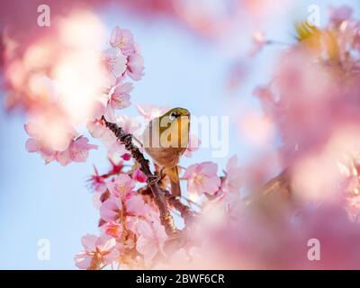 A Japanese white-eye, also called a warbling white-eye or mountain white-eye, Zosterops japonicus, feeds on the nectar of cherry blossoms of early spr Stock Photo