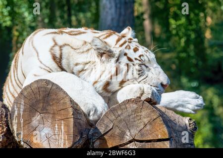 A white tiger lies on the tree trunks in the sun and sleeps Stock Photo