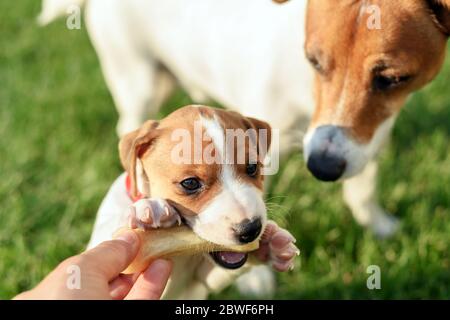 A small white dog puppy breed Jack Russel Terrier with his dad and first bone on green lawn. Dogs and pet photography Stock Photo