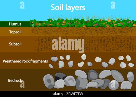 Diagram for layer of soil. Soil layer scheme with plant, earth texture and stones. Cross section of humus and underground soil layers beneath. Vector Stock Vector