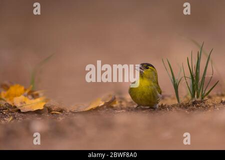 Male Eurasian siskin (Spinus spinus) on the ground Photographed at the Ein Afek nature reserve, Israel in November Stock Photo