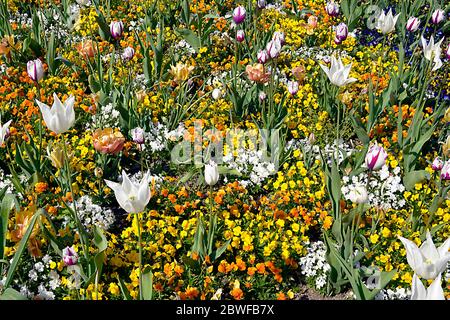Background of Bed of tulips and violets Stock Photo