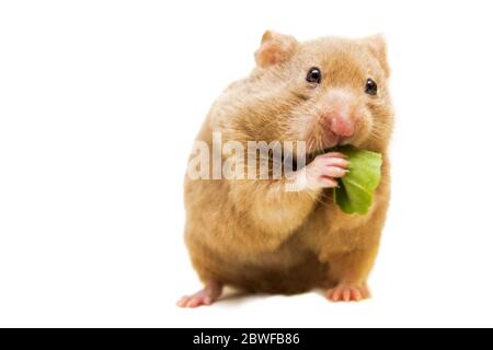 Cute funny syrian hamster eating nuts isolated on white background Stock  Photo - Alamy