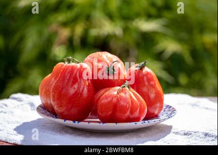 Fresh ripe red beefsteak or coeur de boeuf tomatoes in garden Stock Photo