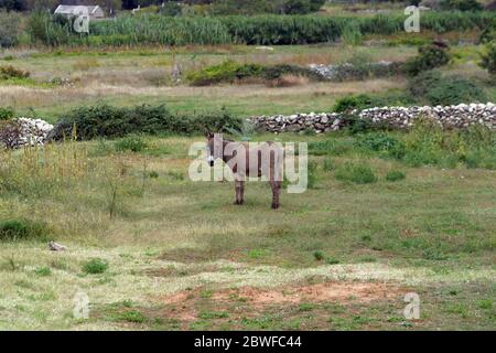 Donkey in a field looking at you Stock Photo