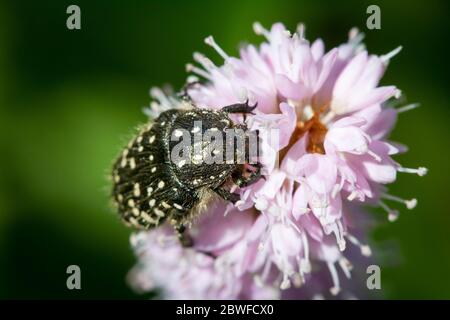 Oxythyrea funesta (white-spotted rose beetle / Trauer-Rosenkäfer) Stock Photo