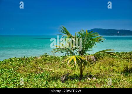 Small palm tree under the blue sky on the shores of the sandy beautiful exotic and stunning Cenang beach in Langkawi island, in Malaysia Stock Photo