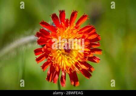 Hieracium aurantiacum (devil's paintbrush / Orangerotes Habichtskraut) Stock Photo