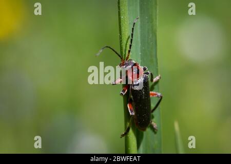 Cantharis rustica (soldier beetle / Weichkäfer) Stock Photo