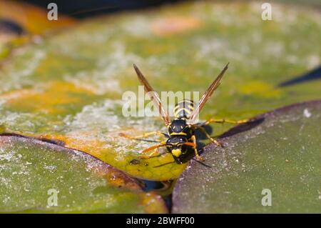 wasp on a leaf Stock Photo