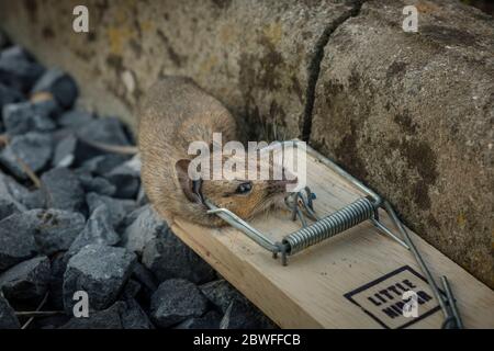 https://l450v.alamy.com/450v/2bwffcb/dead-mouse-caught-by-spring-trap-baited-with-grain-bait-2bwffcb.jpg