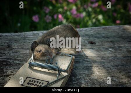 Dead mouse caught by spring trap baited with grain bait Stock Photo