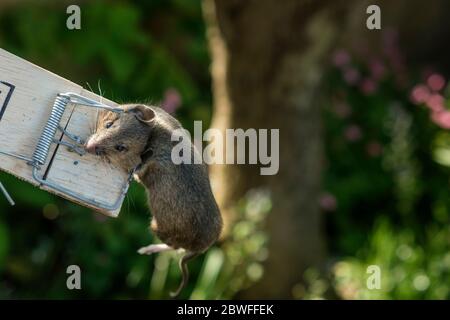 Dead mouse caught by spring trap baited with grain bait Stock Photo