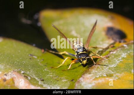 wasp on a leaf Stock Photo