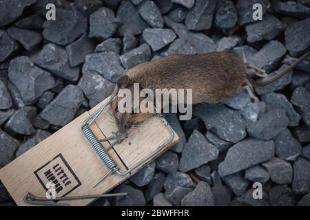 Dead mouse caught by spring trap baited with grain bait Stock Photo