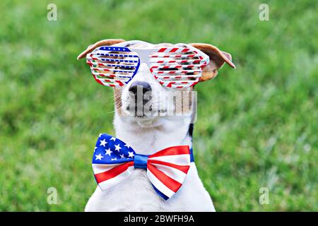 Portrait of proud dog in stars and stripes sunglasses with American flag bow tie on green background. Celebration of Independence day, 4th July, Memorial Day, American Flag Day, Labor day party event Stock Photo