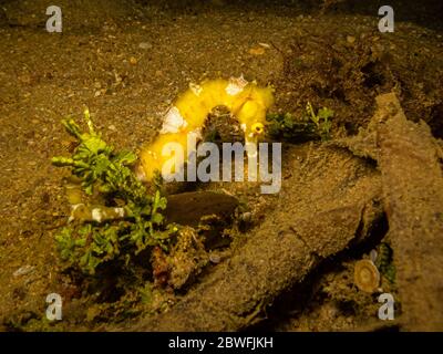 Yellow seahorse at a Puerto Galera reef in the Philippines. These reefs are so healthy and teeming with life Stock Photo