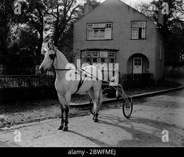 A fine sportswoman . Mrs G Duller who trains thoroughbred horses and alsatian wolfhounds and breaks motor car records in her spare time . Mrs Duller about to leave her Epsom residence with  Abe Ozburn  , an American bred horse , for trotting exercise . 26 October 1923 Stock Photo