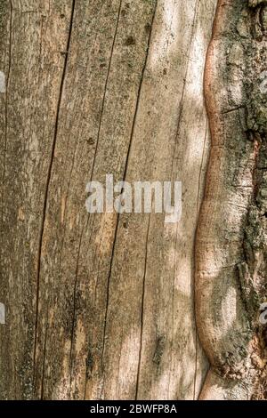 Sick tree without part of bark. Close-up view. Stock Photo