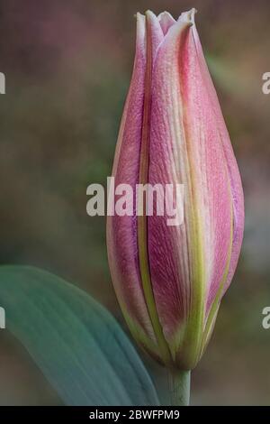 Lily Stargazer Petal - Close-up view of a pink Stargazer Lily petal against a soft pastel background. Stock Photo