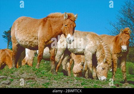 Przewalski's Horses,  (Equus ferus Przewalskii). A breeding herd grazing. Stock Photo