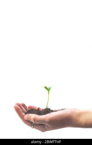 Hand holding small tree for planting. Seedlings in the soil. Close-Up Of Plant Against White Background. Plant germination and growth Stock Photo