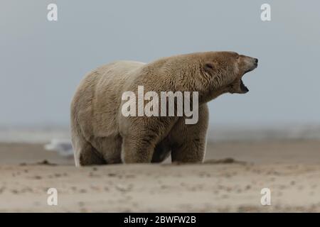 Fat Albert takes a big yawn. ALASKA, USA: PHOTOGRAPHER snaps a TEN STONE OVERWEIGHT polar bear in Alaska that could be the FATTEST ALIVE. Candid pictu Stock Photo