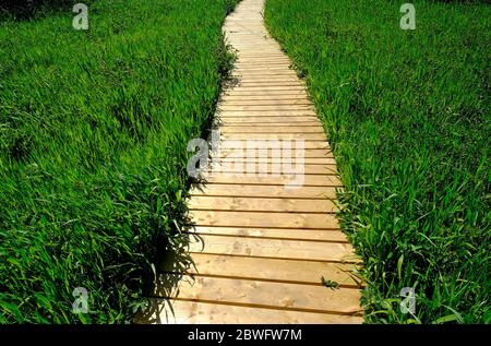 timber boardwalk through green reeds, norfolk, england Stock Photo
