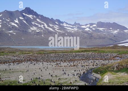 Huge king penguin colony on South Georgia Stock Photo