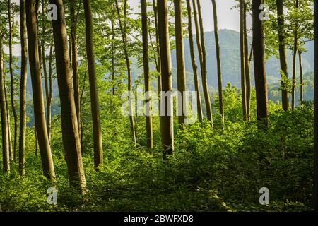 Sun beams through thick trees branches in dense green forest Stock Photo