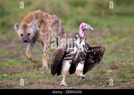 Lappet-faced vulture or Nubian vulture (Torgos tracheliotos) and hyena, Ngorongoro Conservation Area, Tanzania, Africa Stock Photo