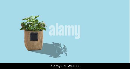 Small indoor plant in bag for interior decoration on pantone color background. Minimalist lifestyle concept with copy space. Stock Photo
