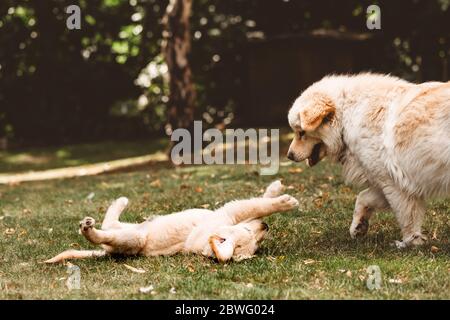 Cute golden retriever puppy lying on back playing with mixed breed dog Stock Photo